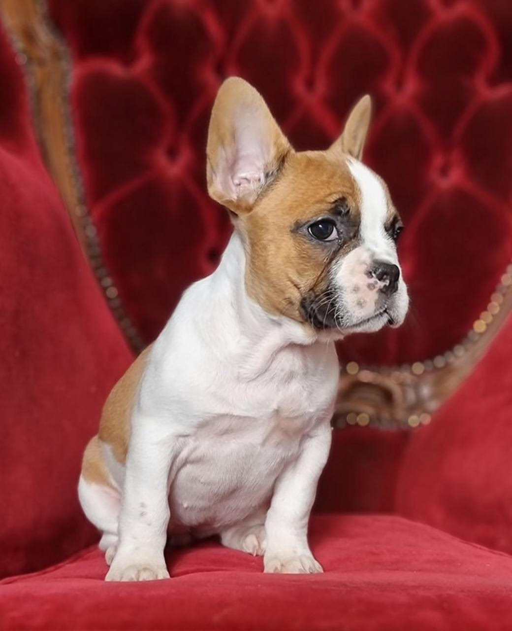 Sushi female French Bulldog